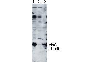 10 ug of chlorophyll/well of Chlamydomonas reinhardtii total cell extract (1),Chlamydomonas reinhardtii subunit II deletion mutant thylakoid membrane fraction (2),Arabidospsis thaliana thylakoid membrane fraction (3), were separated on 12-18%acrylamide-8M urea gel and blotted to nitrocellulose membrane. (AtpG 抗体)