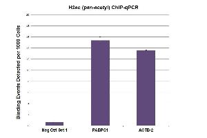 H3ac (pan-acetyl) antibody (pAb) tested by ChIP. (Histone 3 抗体  (acLys))