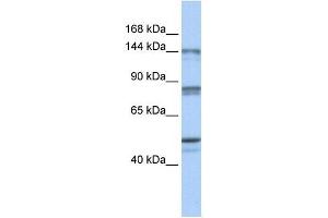 CSE1L antibody (70R-10430) used at 0. (Exportin 2 抗体  (N-Term))