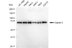 anti-Calpain 2 (CAPN2) antibody