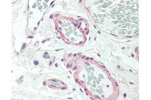 Anti-CALCR / Calcitonin Receptor antibody IHC staining of human colon, vessels. (Calcitonin Receptor 抗体  (AA 445-474))