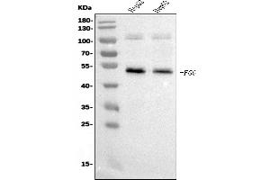 Western blot analysis of FGG using anti-FGG antibody (ABIN7603146).