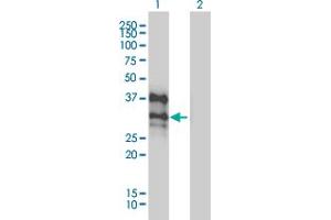 Western Blot analysis of DLX4 expression in transfected 293T cell line by DLX4 monoclonal antibody (M01), clone 1F11. (DLX4 抗体  (AA 1-98))
