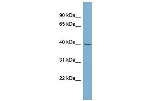 PRR5 antibody used at 1 ug/ml to detect target protein. (PRR5 抗体)