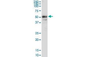 MMP3 MaxPab rabbit polyclonal antibody. (MMP3 抗体  (AA 1-477))