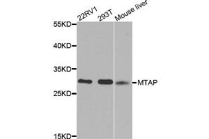 Western blot analysis of extracts of various cell lines, using MTAP antibody. (MTAP 抗体)