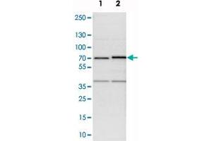 Western blot analysis of cell lysates with TRIP4 polyclonal antibody . (TRIP4 抗体)