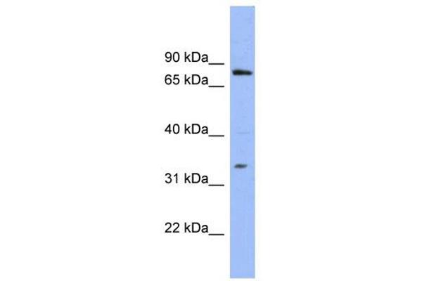 PATZ1 抗体  (N-Term)