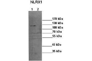 Western Blotting (WB) image for anti-NLR Family Member X1 (NLRX1) (N-Term) antibody (ABIN2774419) (NLRX1 抗体  (N-Term))