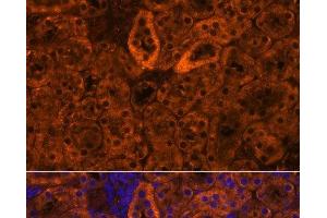 Immunofluorescence analysis of Mouse kidney using SCNN1G Polyclonal Antibody at dilution of 1:100. (SCNN1G 抗体)