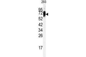 Western blot analysis of anti-EHD3 antibody (Center) in 293 cell line lysates (35ug/lane). (EHD3 抗体  (Middle Region))