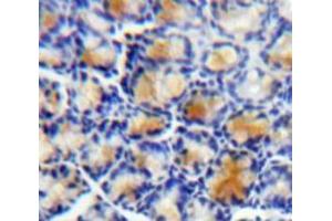 IHC-P analysis of Bowels tissue, with DAB staining. (LRG1 抗体  (AA 37-340))