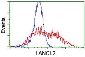 Image no. 2 for anti-LanC like 2 (LANCL2) (AA 212-450) antibody (ABIN1491208) (LANCL2 抗体  (AA 212-450))