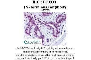Image no. 1 for anti-Forkhead Box O1 (FOXO1) (N-Term) antibody (ABIN1734423)