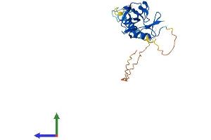 Protein Structure (PS) image for Killer Cell Lectin-Like Receptor Subfamily C, Member 2 (KLRC2) (AA 1-231) protein (His tag) (ABIN7549720)