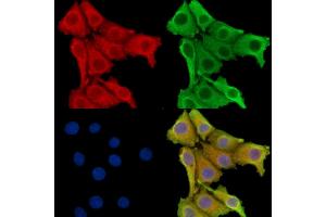 ABIN7095892 and ABIN7099954 staining Hela cells by IF/ICC.