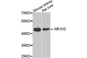 Western blot analysis of extract of mouse kidney and rat liver cells, using NR1H3 antibody. (NR1H3 抗体)