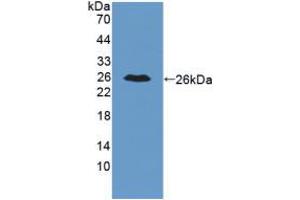 Western blot analysis of recombinant Mouse IL34. (IL-34 抗体  (AA 21-235))