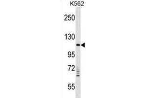 Western Blotting (WB) image for anti-Vacuolar Protein Sorting 11 Homolog (VPS11) antibody (ABIN2998786) (VPS11 抗体)
