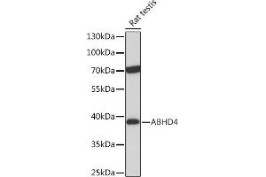 Western blot analysis of extracts of Rat testis, using  Rabbit pAb (ABIN7265356) at 1:1000 dilution. (ABHD4 抗体  (AA 223-342))