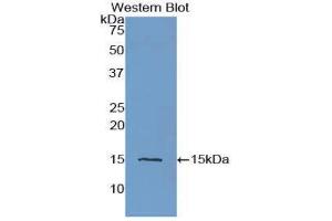 Western Blotting (WB) image for anti-Cystatin C (CST3) (AA 27-146) antibody (ABIN1077965) (CST3 抗体  (AA 27-146))