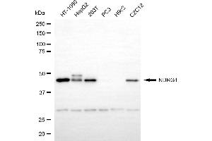 Western blotting analysis using NDRG1 antibody (ABIN7799536).