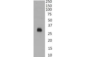 (ABIN7505828) Anti SARS-CoV2 RBD staining of recombinant RBD protein (1 μg/mL). (SARS-CoV-2 Spike 抗体  (RBD))