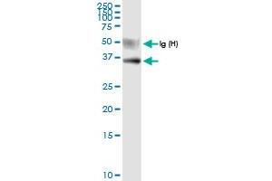 Immunoprecipitation of USP18 transfected lysate using anti-USP18 MaxPab rabbit polyclonal antibody and Protein A Magnetic Bead , and immunoblotted with USP18 MaxPab rabbit polyclonal antibody (D01) . (USP18 抗体  (AA 1-372))