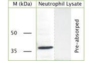 WB on human neutrophil lysate using Rabbit antibody to c-terminal of GAPDH (Glyceraldehyde 3 phosphate dehydrogenase): IgG (ABIN350328) at a concentration of 30 µg/ml. (GAPDH 抗体)