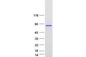 Western Blotting (WB) image for Non-POU Domain Containing, Octamer-Binding (NONO) (Transcript Variant 1) protein (Myc-DYKDDDDK Tag) (ABIN2727464)