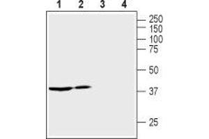 Western blot analysis of rat (lanes 1 and 3) and mouse (lanes 2 and 4) kidney lysates: - 1,2. (AVPR2 抗体  (C-Term, Intracellular))