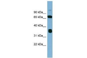 WB Suggested Anti-OSGEP Antibody Titration: 0. (OSGEP 抗体  (N-Term))
