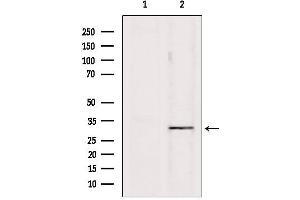 Western blot analysis of extracts from Hela, using PD1 Antibody. (PD-1 抗体  (Internal Region))