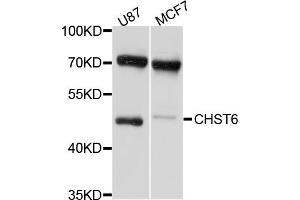 Western blot analysis of extracts of various cell lines, using CHST6 antibody (ABIN4903293) at 1:1000 dilution. (CHST6 抗体)