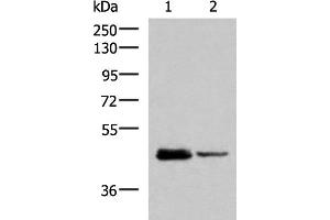 Western blot analysis of HL60 and Jurkat cell lysates using DDI2 Polyclonal Antibody at dilution of 1:800 (DDI2 抗体)