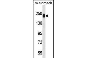 TNN Antibody (Center) (ABIN657541 and ABIN2846556) western blot analysis in mouse stomach tissue lysates (35 μg/lane). (Tenascin N 抗体  (AA 587-615))