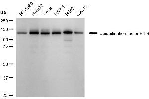 Western blotting analysis using Ubiquitination factor E4 B antibody (ABIN7800713).