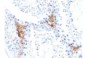 Immunohistochemistry of paraffin-embedded mouse testis using S100A10 antibody.