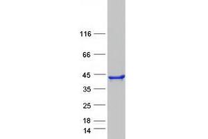 Western Blotting (WB) image for SEC13 Homolog (SEC13) (Transcript Variant 1) protein (Myc-DYKDDDDK Tag) (ABIN2731556)