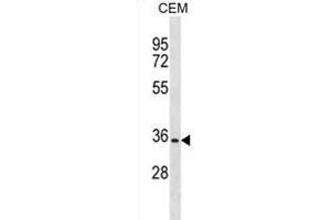 OR2A12 Antibody (C-term) (ABIN1881600 and ABIN2838648) western blot analysis in CEM cell line lysates (35 μg/lane). (OR2A12 抗体  (C-Term))