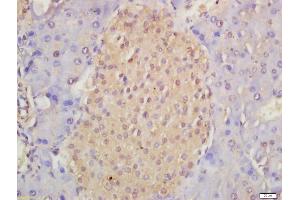 Formalin-fixed and paraffin embedded mouse pancreas labeled with Anti-Musashi 1/Msi1 Polyclonal Antibody, Unconjugated (ABIN1387744) at 1:200 followed by conjugation to the secondary antibody and DAB staining (Musashi 1/2 (AA 66-150) 抗体)