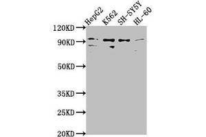 Western Blot Positive WB detected in: HepG2 whole cell lysate, K562 whole cell lysate, SH-SY5Y whole cell lysate, HL-60 whole cell lysate All lanes: NUGGC antibody at 1:2000 Secondary Goat polyclonal to rabbit IgG at 1/50000 dilution Predicted band size: 92 kDa Observed band size: 92 kDa