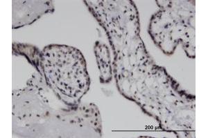 Image no. 1 for anti-Interferon Induced with Helicase C Domain 1 (IFIH1) (AA 928-1024) antibody (ABIN599584) (IFIH1 抗体  (AA 928-1024))