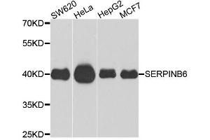 Western blot analysis of extracts of various cell lines, using SERPINB6 antibody (ABIN6003652) at 1/1000 dilution. (SERPINB6 抗体)