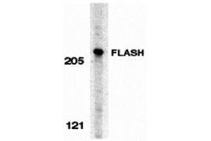Western Blotting (WB) image for anti-CASP8 Associated Protein 2 (CASP8AP2) (C-Term) antibody (ABIN1030396)