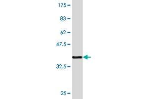 Western Blot detection against Immunogen (36. (T-Bet 抗体  (AA 387-486))
