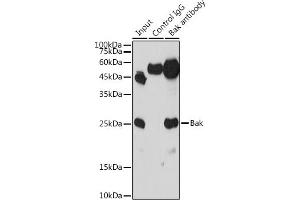 Immunoprecipitation analysis of 300 μg extracts of THP-1 cells using 3 μg Bak antibody (ABIN3020676, ABIN3020677, ABIN3020678 and ABIN6213662). (BAK1 抗体  (AA 62-112))