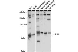 Western blot analysis of extracts of various cell lines, using IL31 antibody (ABIN7267997) at 1:1000 dilution. (IL-31 抗体  (AA 24-164))