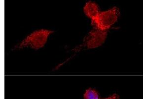 Immunofluorescence (IF) image for anti-Ribosomal Protein L36 (RPL36) antibody (ABIN7263819)