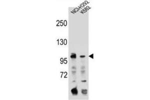 Western blot analysis using TFR2 Antibody (C-term) in NCI-H292, K562 cell line lysates (35ug/lane). (Transferrin Receptor 2 抗体  (C-Term))